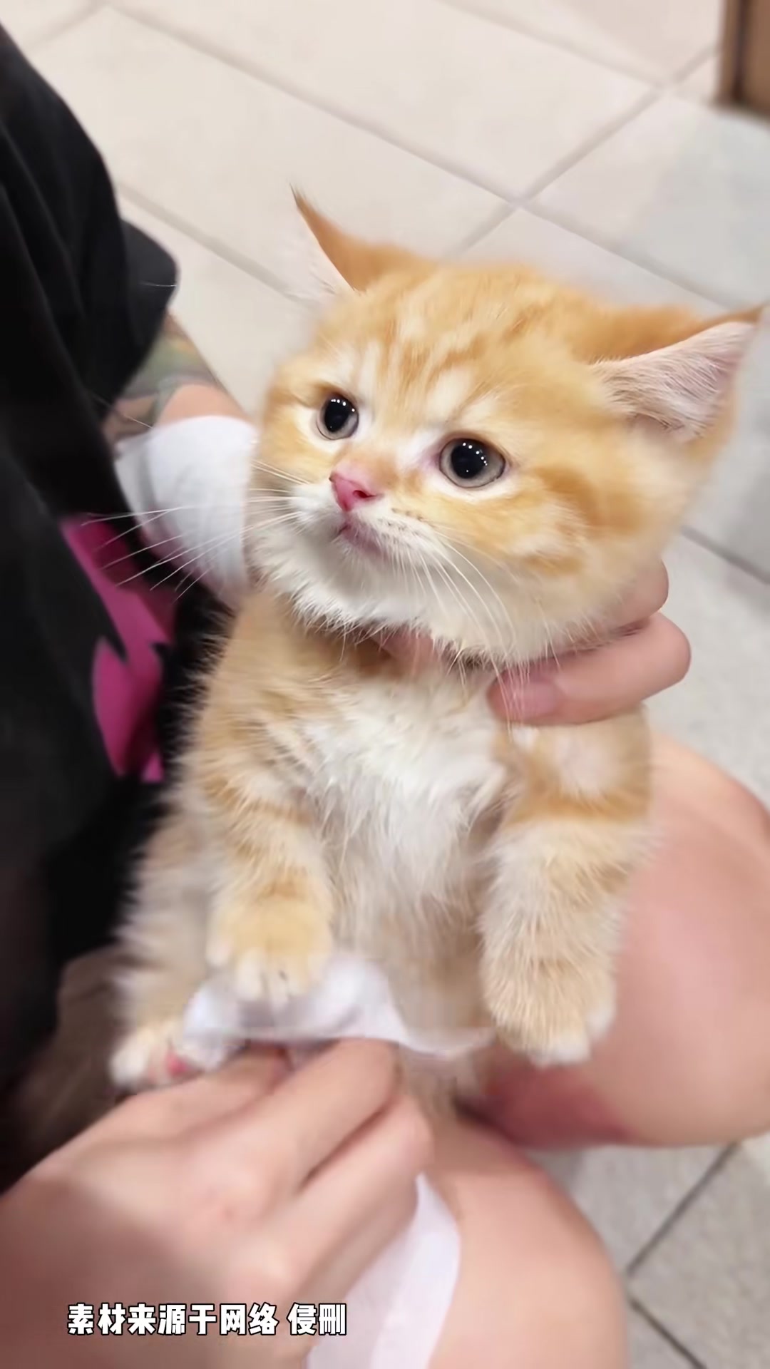 盘点常见宠物猫！小时候VS长大后的样子