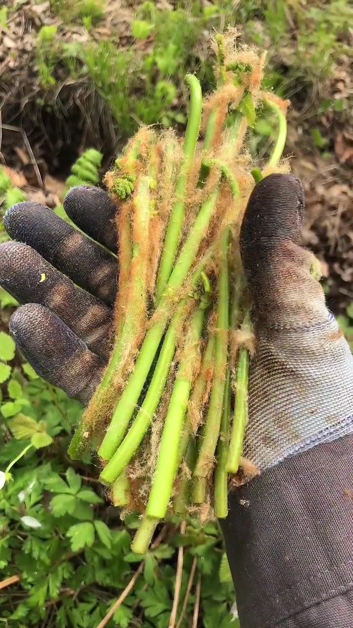 东北肥沃的黑土地，养育着我们，薇菜又叫牛毛广。你们有吃过吗