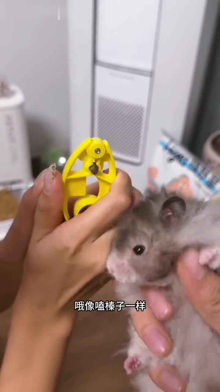 宠物鼠鼠尝人生第一口驱虫药，体验新“美味”