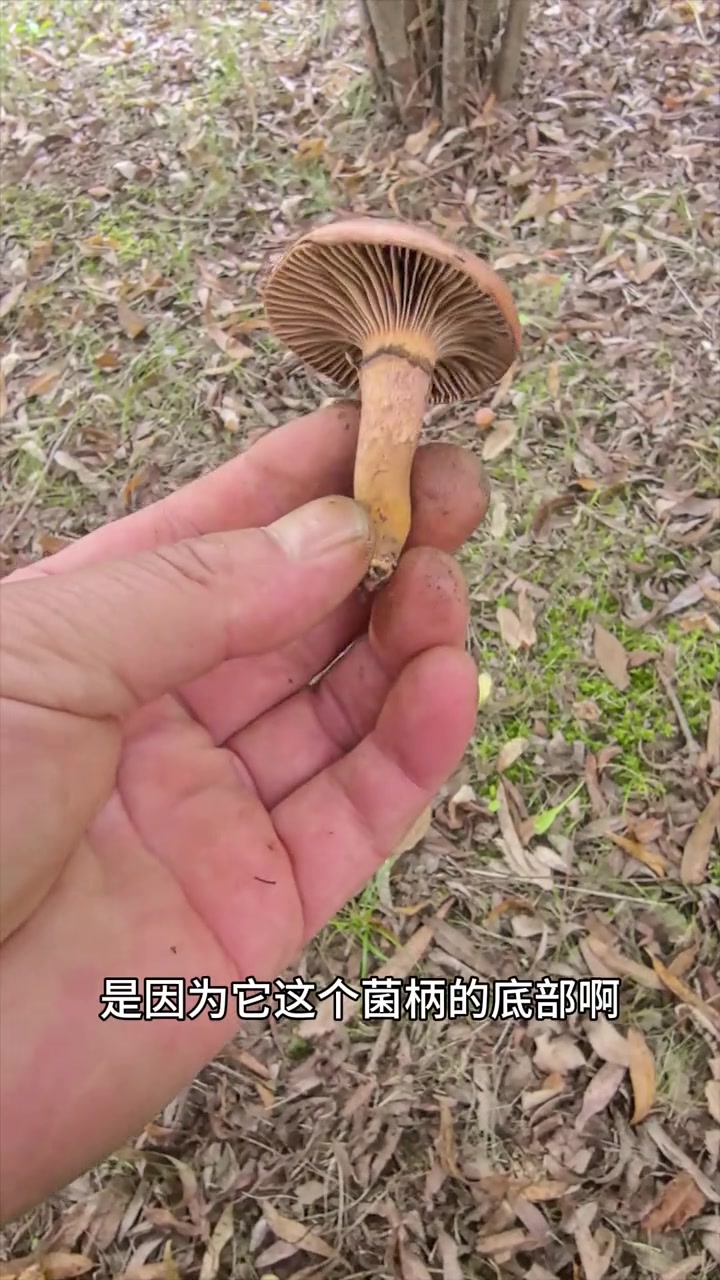 长白山野生菌——松伞蘑