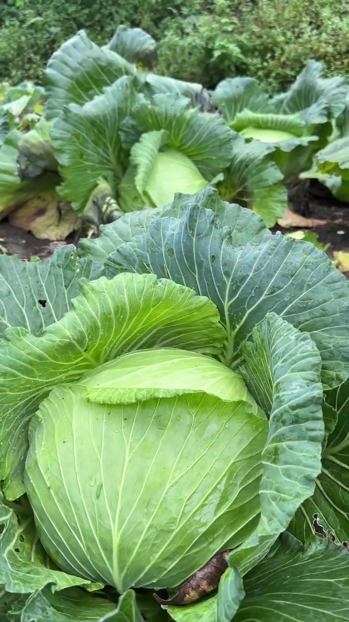 纯天然绿色蔬菜