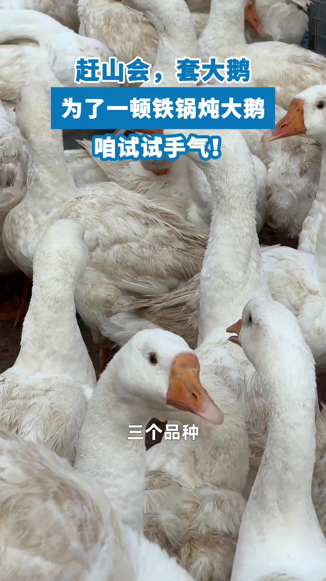 赶山会，套大鹅！为了一顿铁锅炖大鹅，咱试试手气！