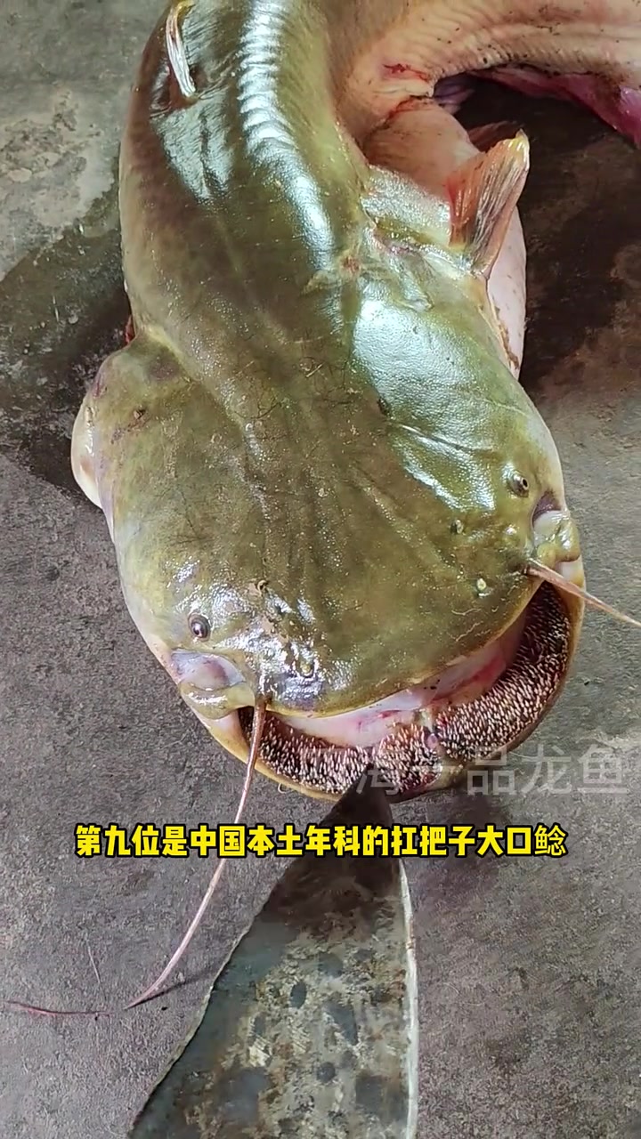 中国淡水猛鱼从夯到拉排名 水族 观赏鱼