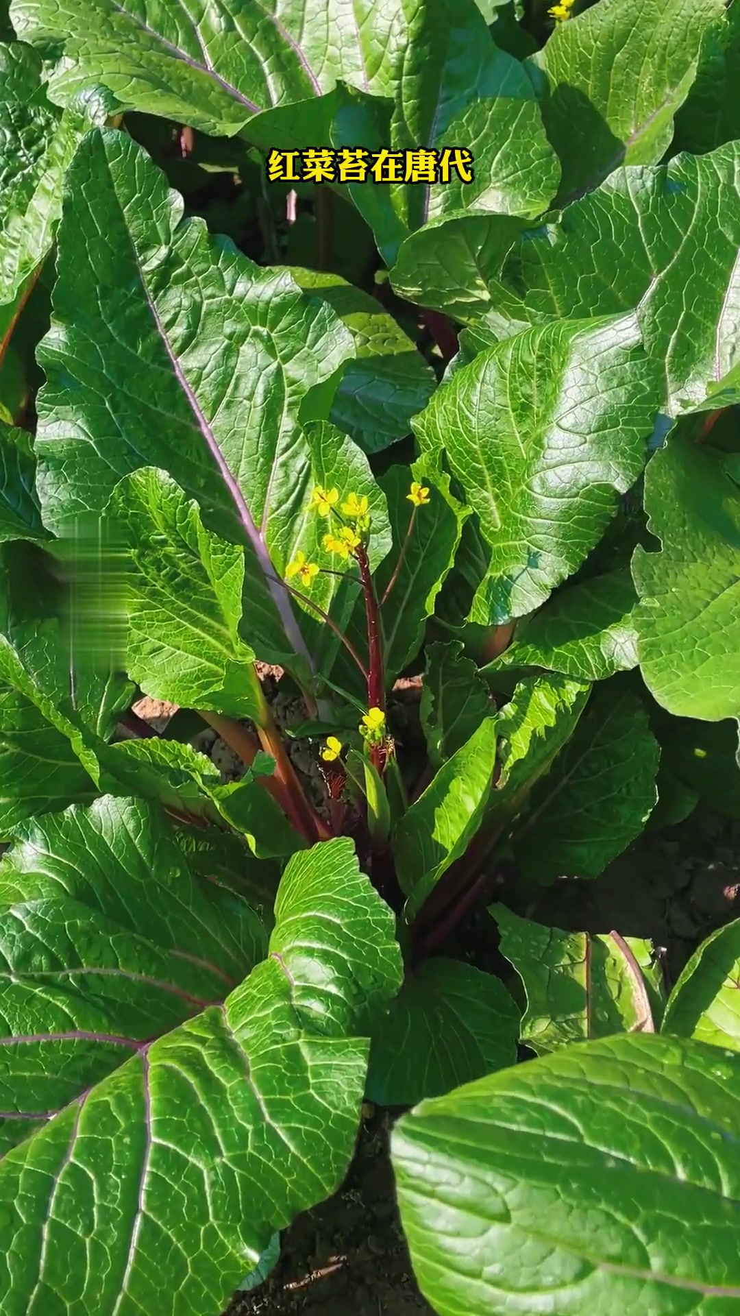 湖北特产红菜苔,鲜甜脆嫩,凉拌更是一绝