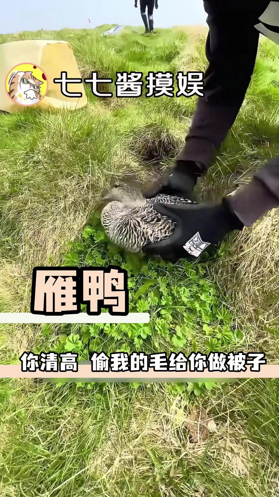 雁鸭情绪看似稳定，实则是真没招了