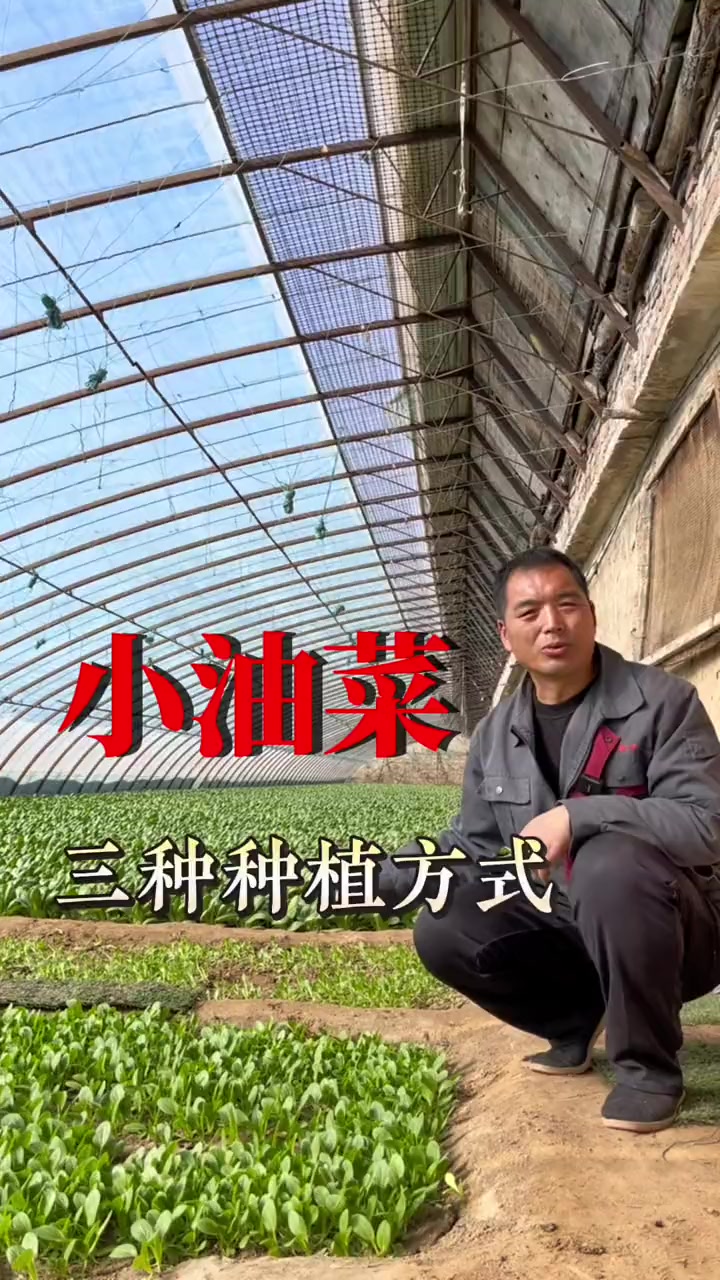 小油菜的三种种植方式