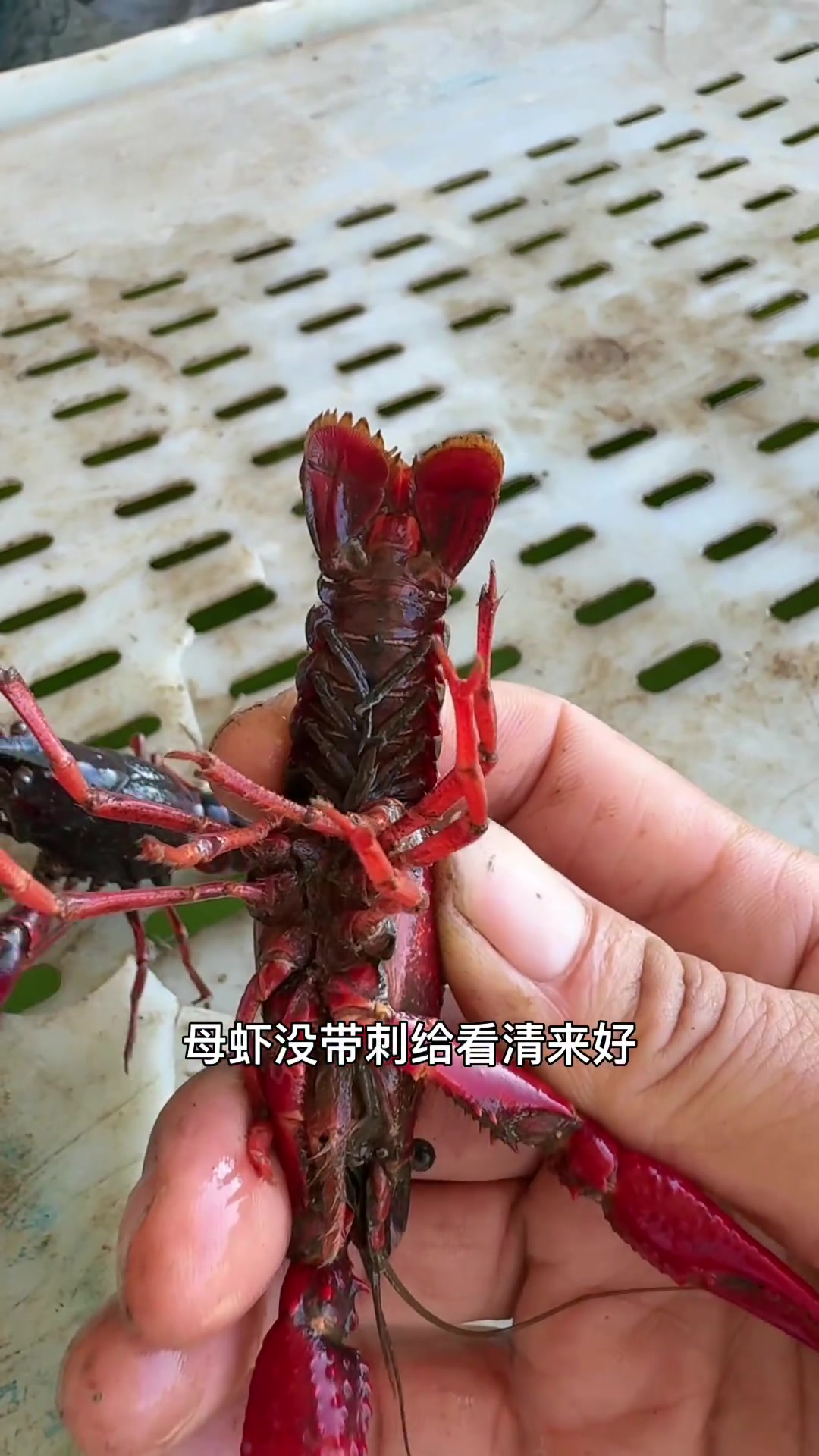 老铁常问啥是公母虾,今天就和你们说一说
