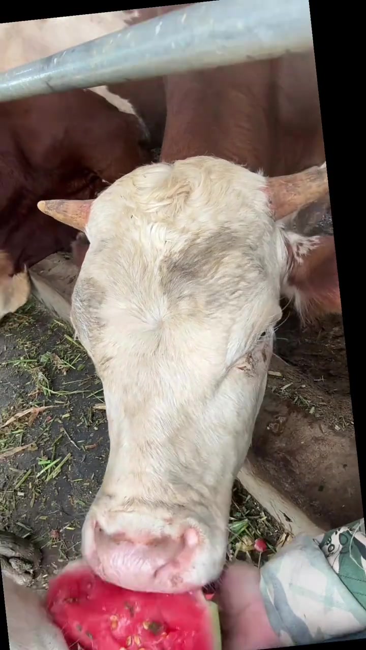 智者不入养殖活，王八不吃铁秤砣，锄禾日当午，养牛真辛苦，一句先苦后甜，骗了我一年又一年