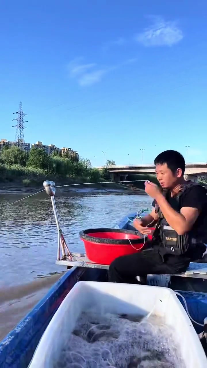 今天灵江捕鱼放排钩，大批的鲻鱼上来了，鲻鱼和乌头是有区别的，外面很像口感完全不一样大家不要