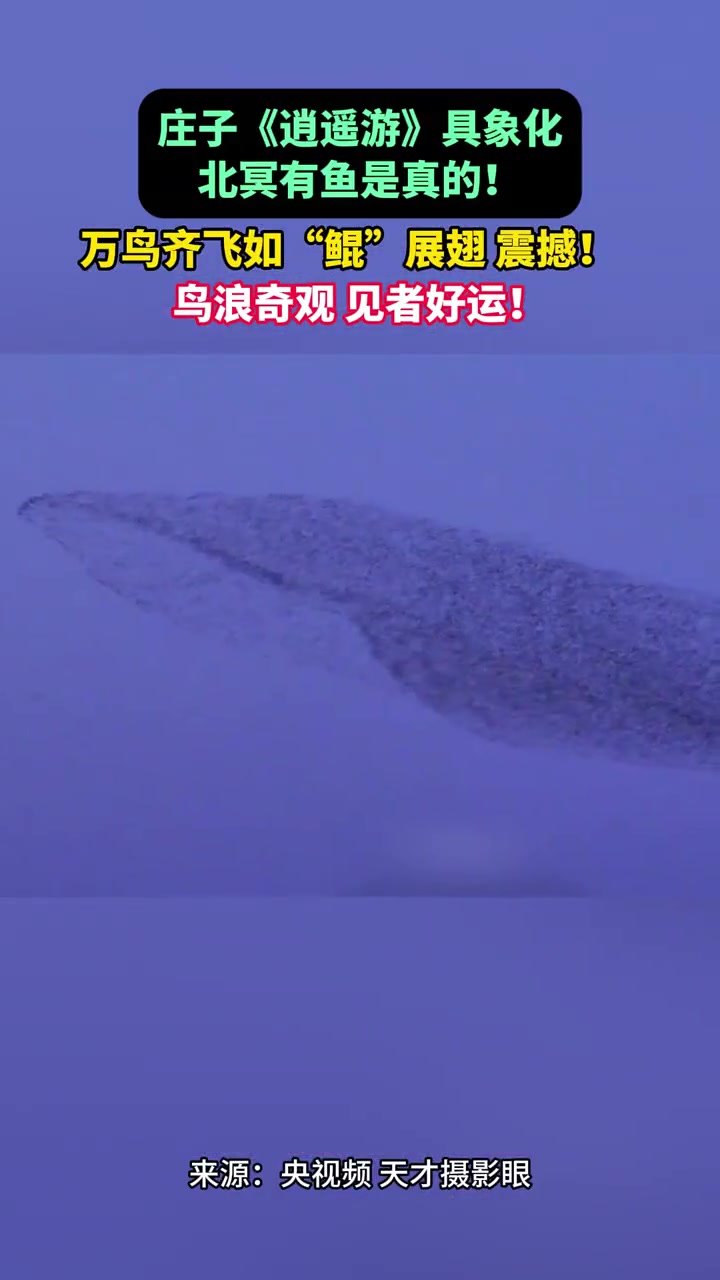 庄子《逍遥游》“北冥有鱼,其名为鲲”具象化了。鸟浪奇观,见者好运