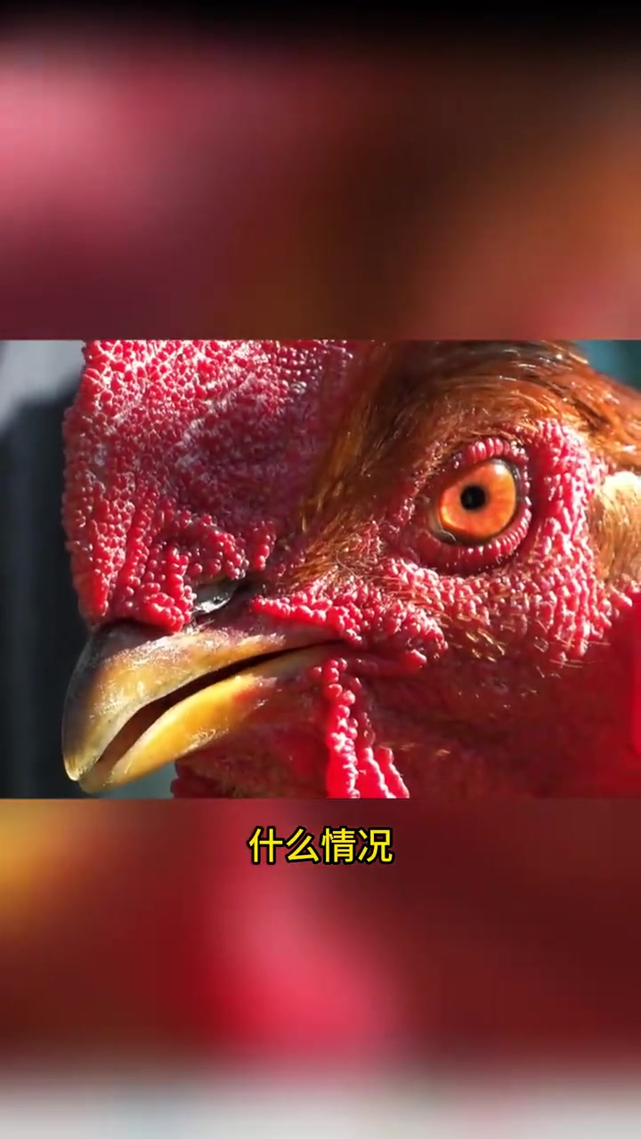 母鸡为何能变成公鸡?