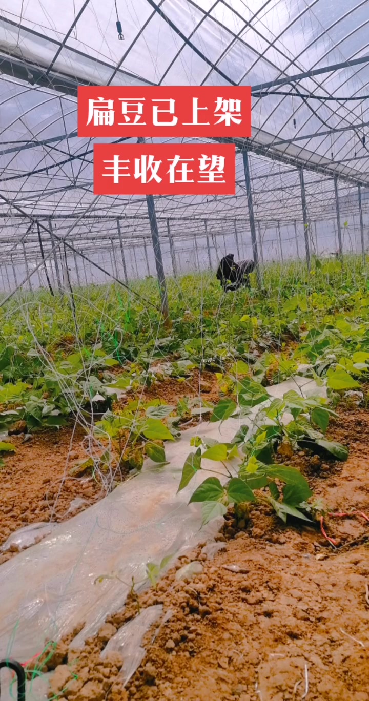 江口村蔬菜基地,新鲜蔬菜的优质产地