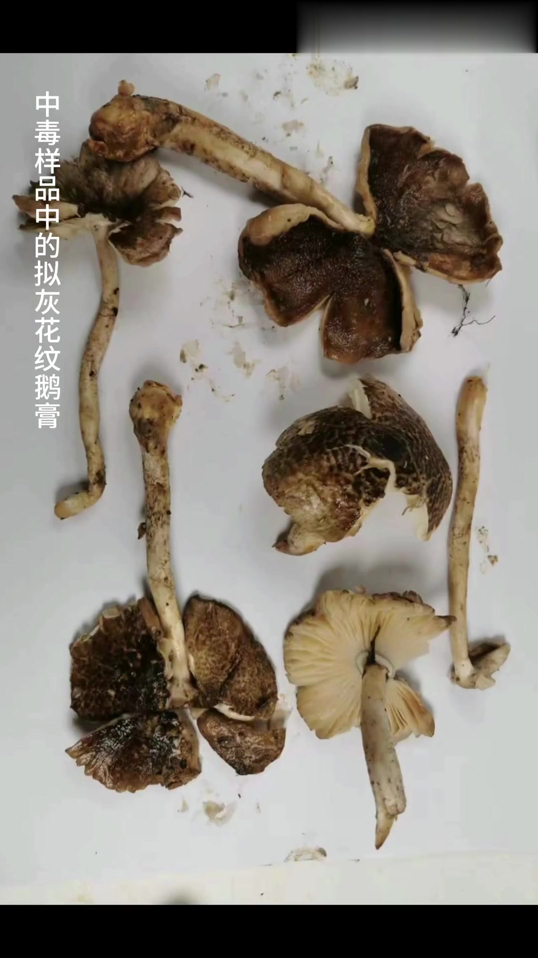 广东多人误食剧毒拟灰花纹鹅膏中毒