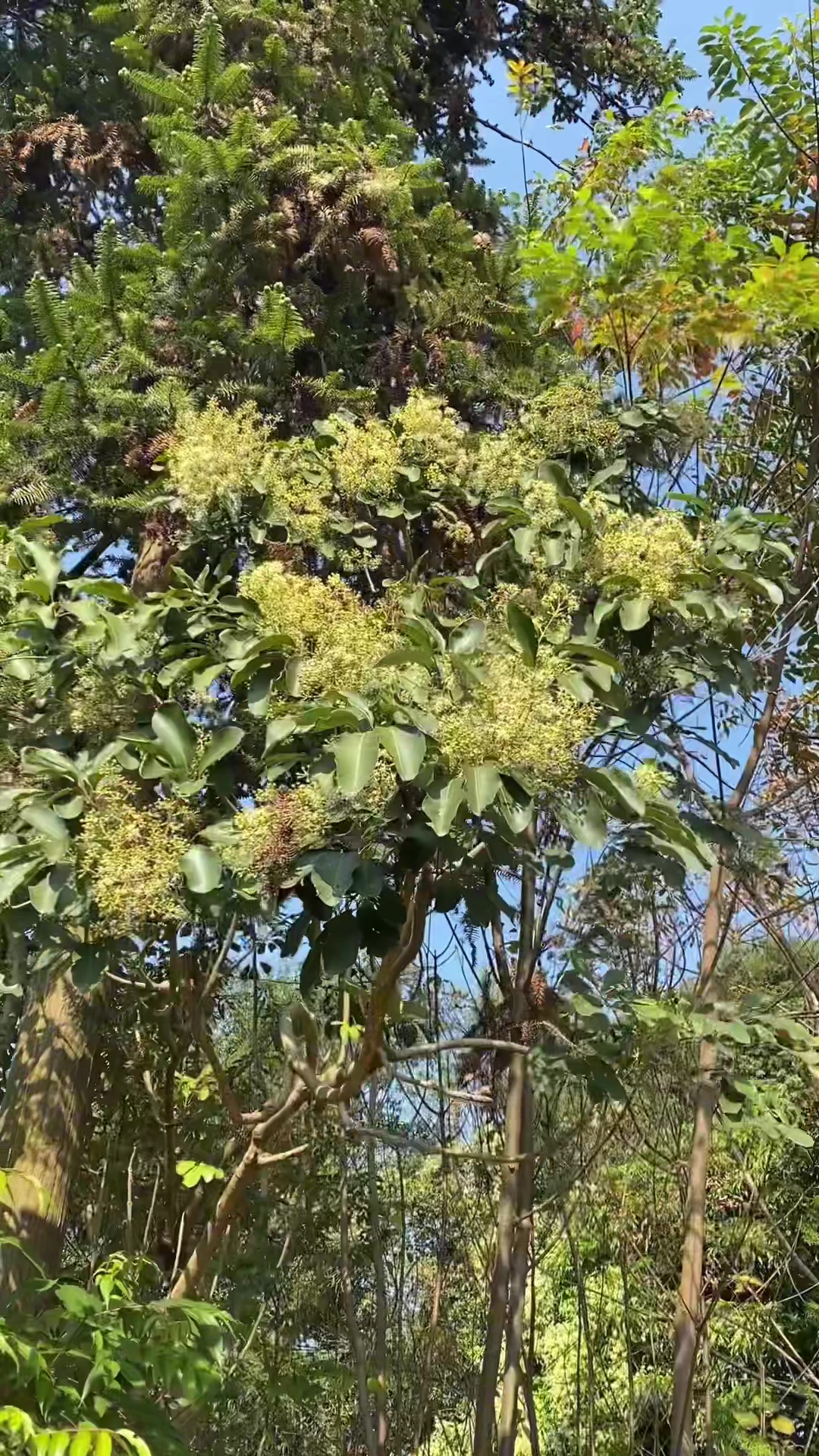 鸭脚木雌花大开流蜜老远就闻到蜜香味