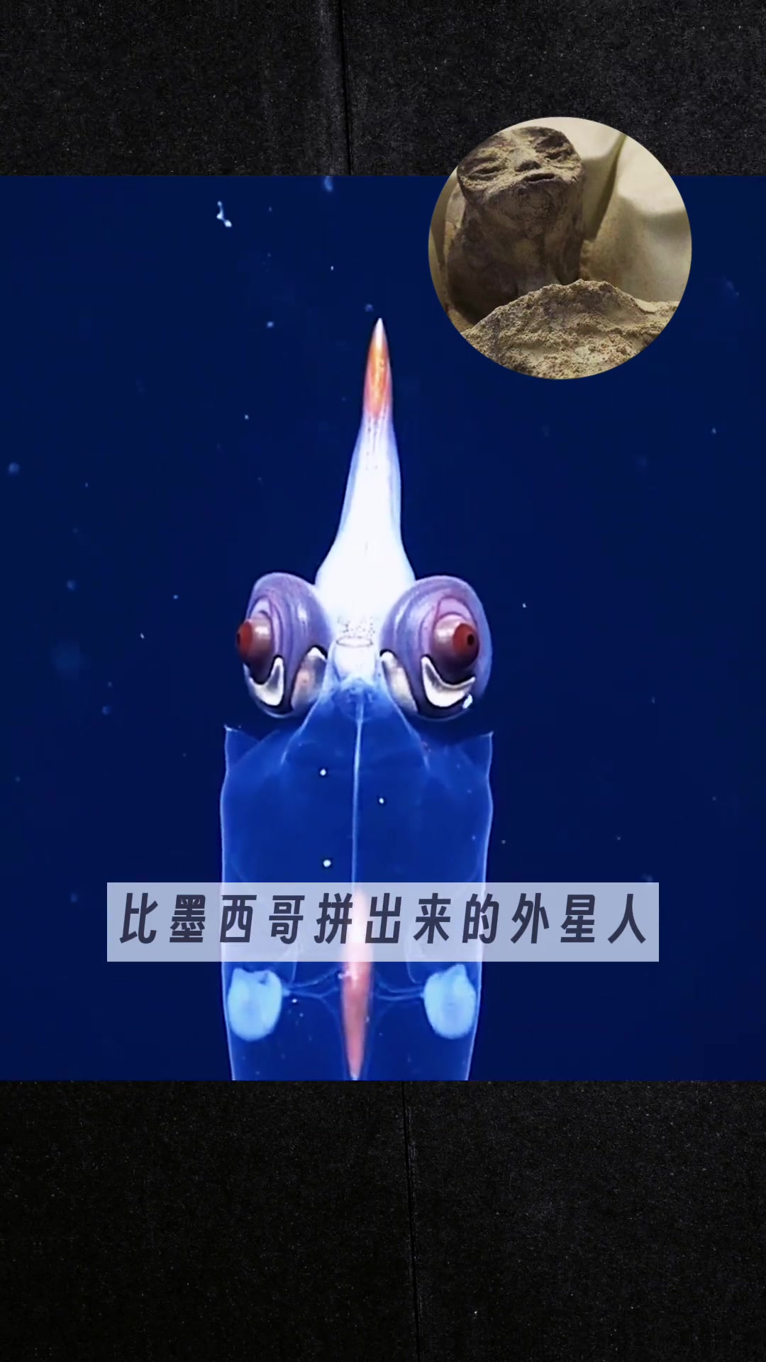 深海透明鱿鱼,模样比外星人还像外星人