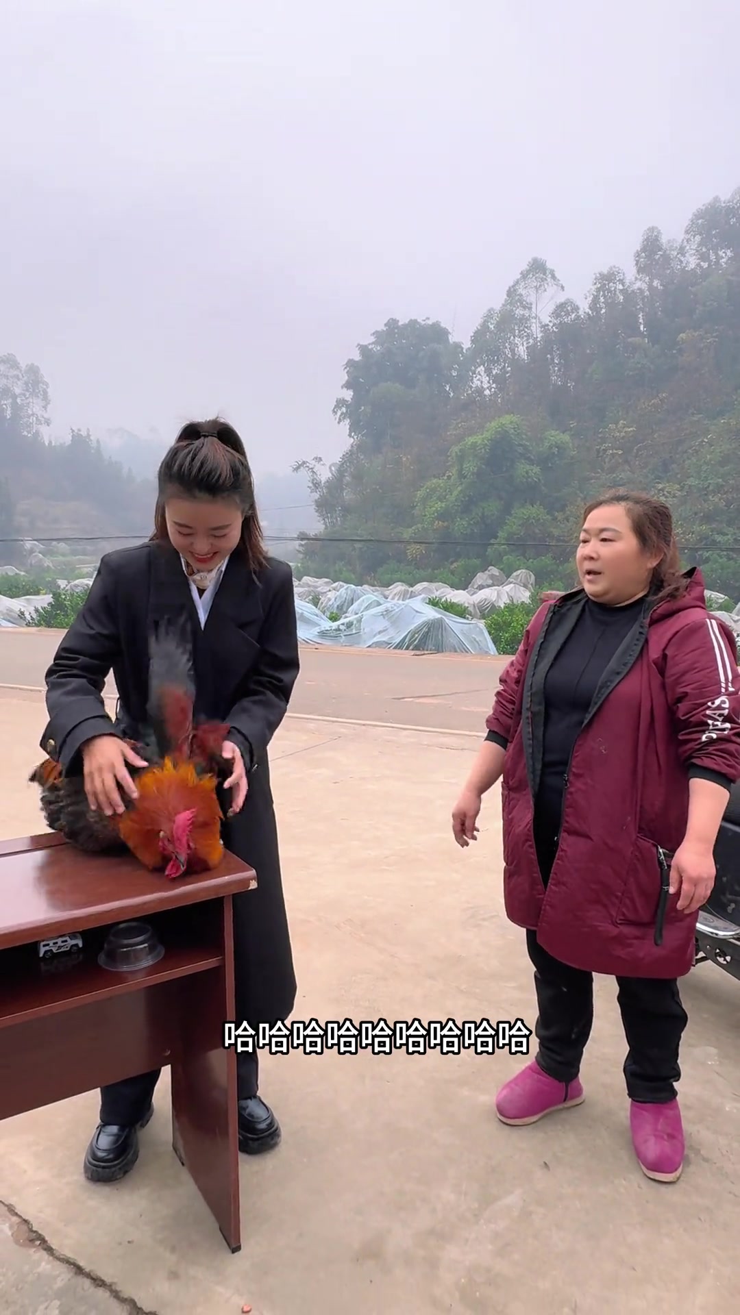 只给看，不给卖的跑山鸡公你见过吗？