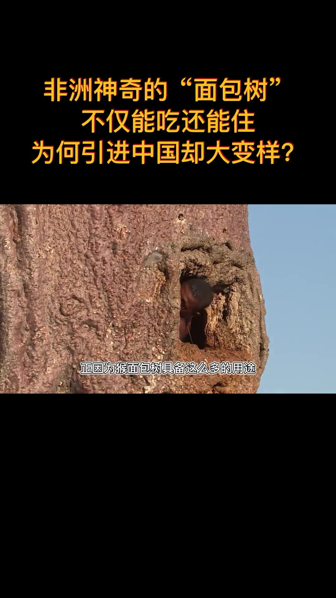 非洲神奇面包树能吃能住,引进中国为何大变样?