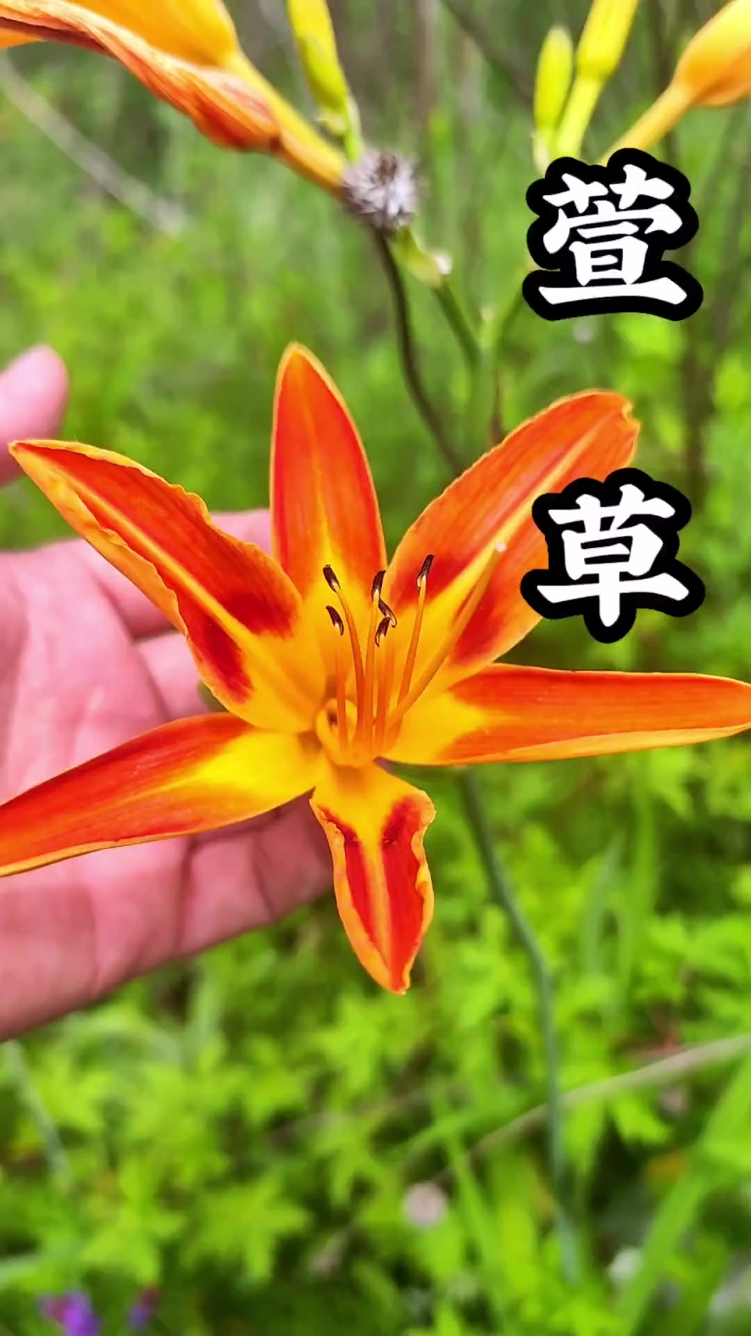 你是不是总把萱草错认成黄花菜？