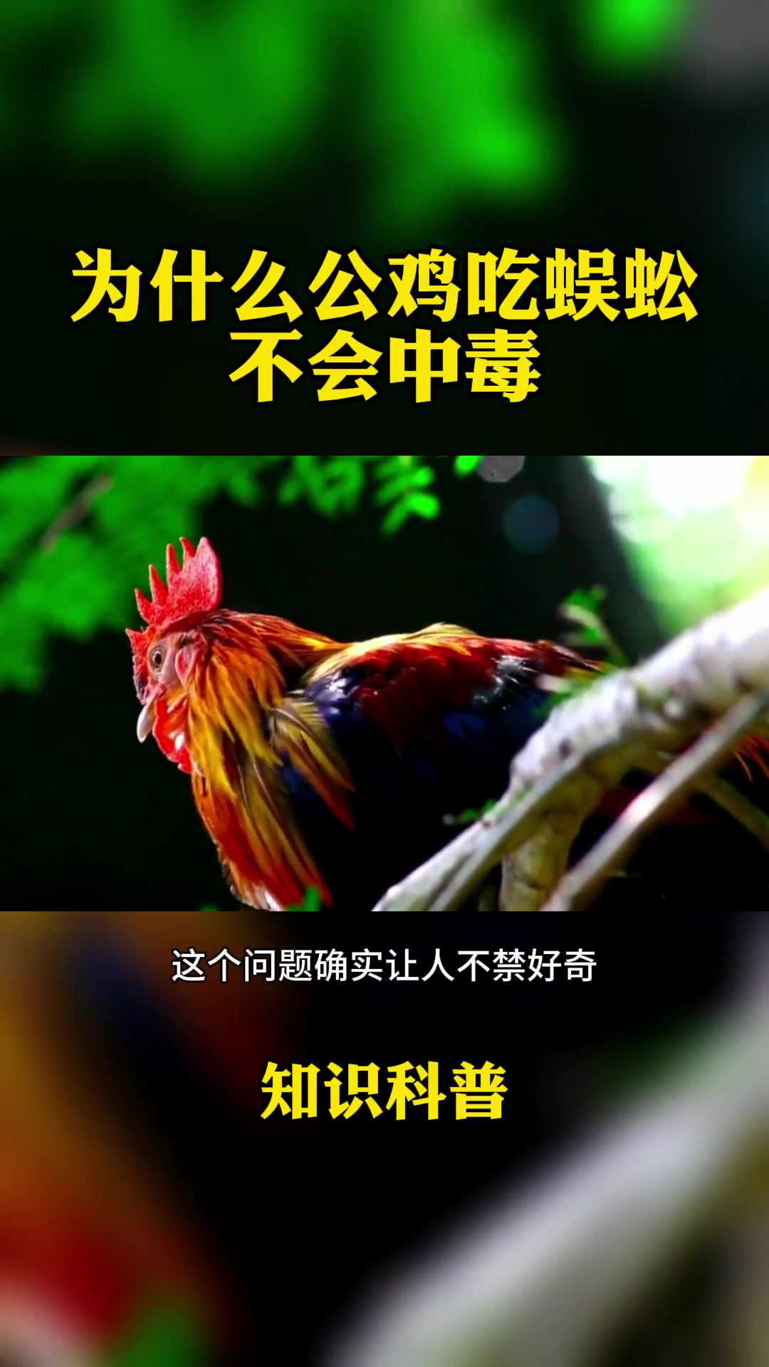 公鸡吃蜈蚣为何不会中毒?