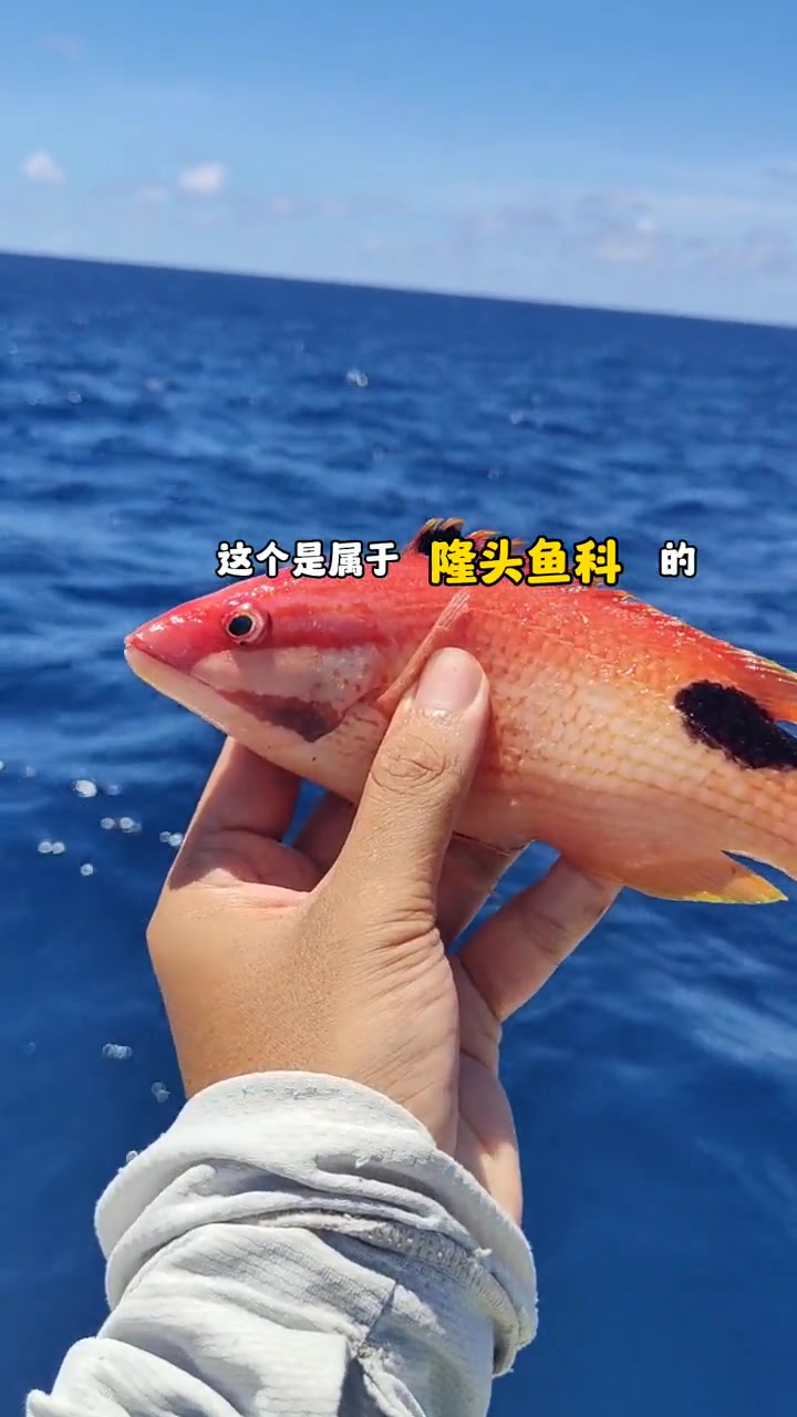 海里红色普提鱼,一对小龅牙,高贵又优雅!