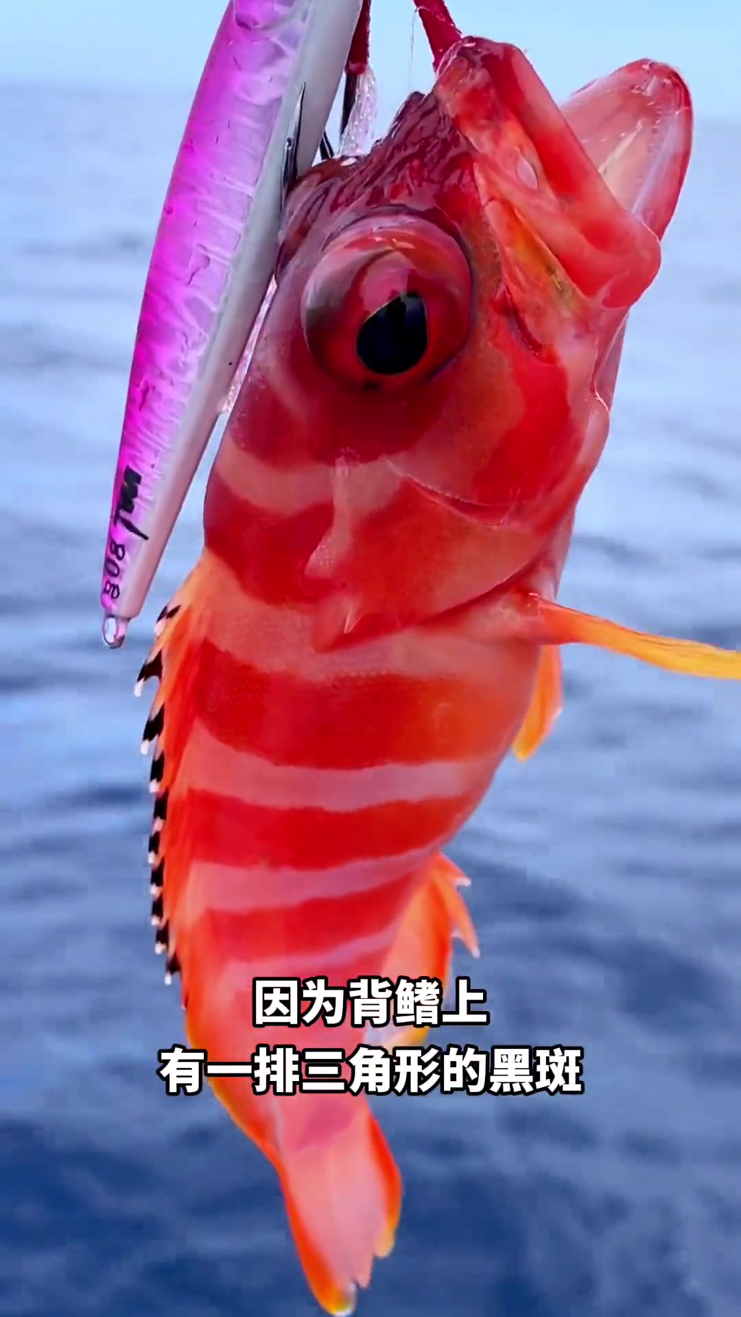 刺身珍品——红玫瑰