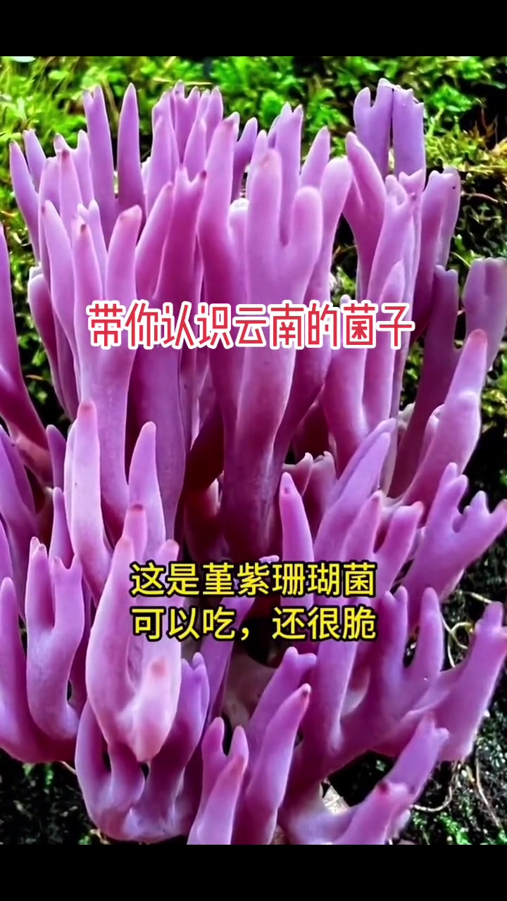 常见菌类大盘点,能吃不能吃你知道吗?