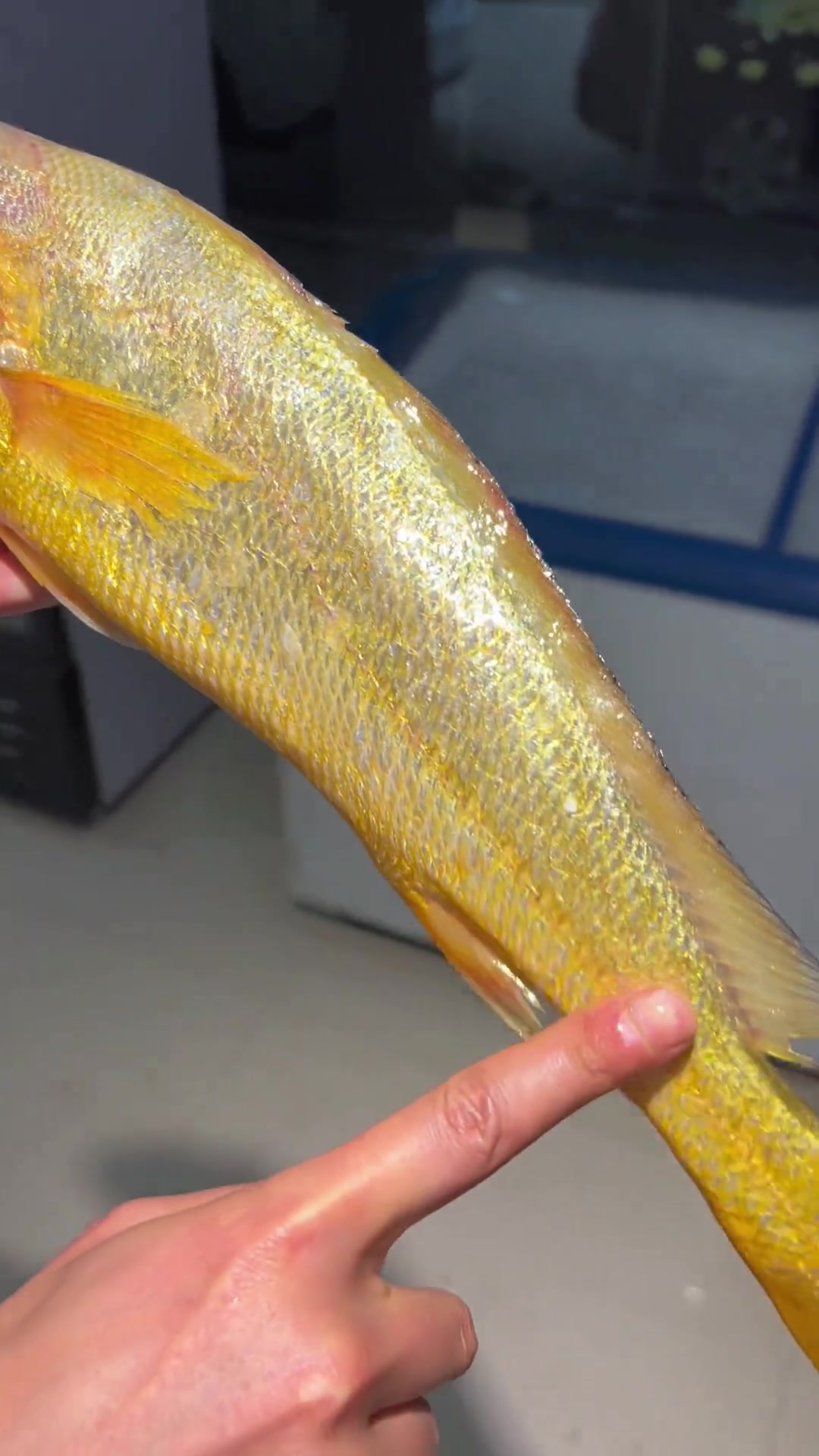 专业的人做专业的事，讲解东海野生黄鱼