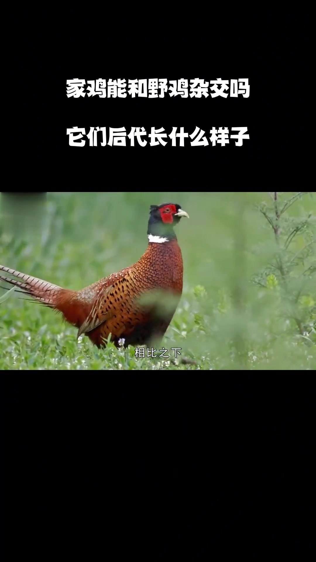 家鸡与野鸡能杂交吗？后代会长成啥样？