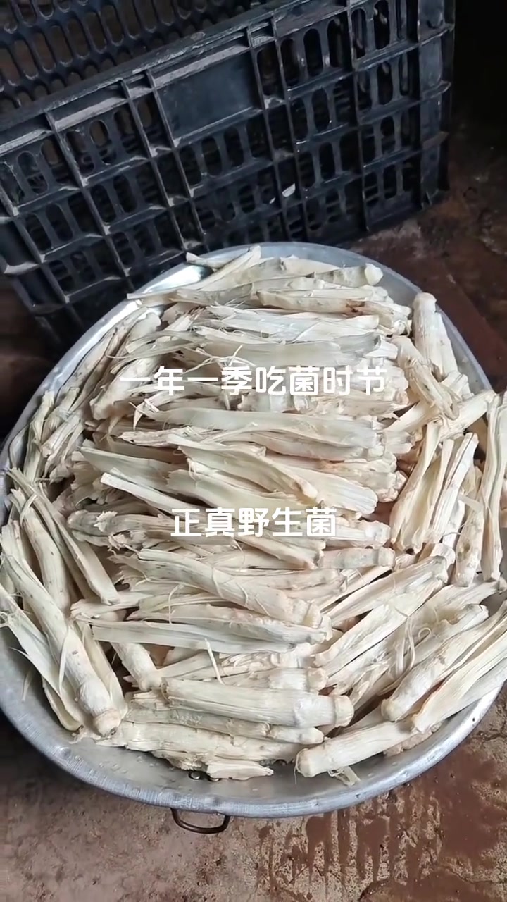 纯天然金鸡马鸡的价值，死了都值一千！