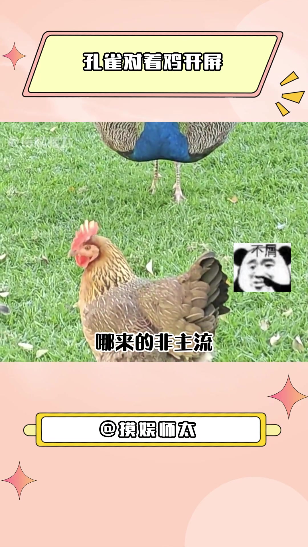 要是孔雀真的和鸡杂交会是个啥