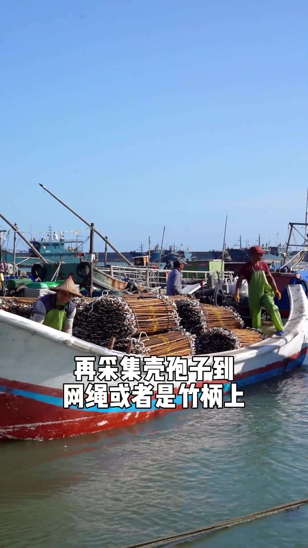紫菜所生的娃住在哪里