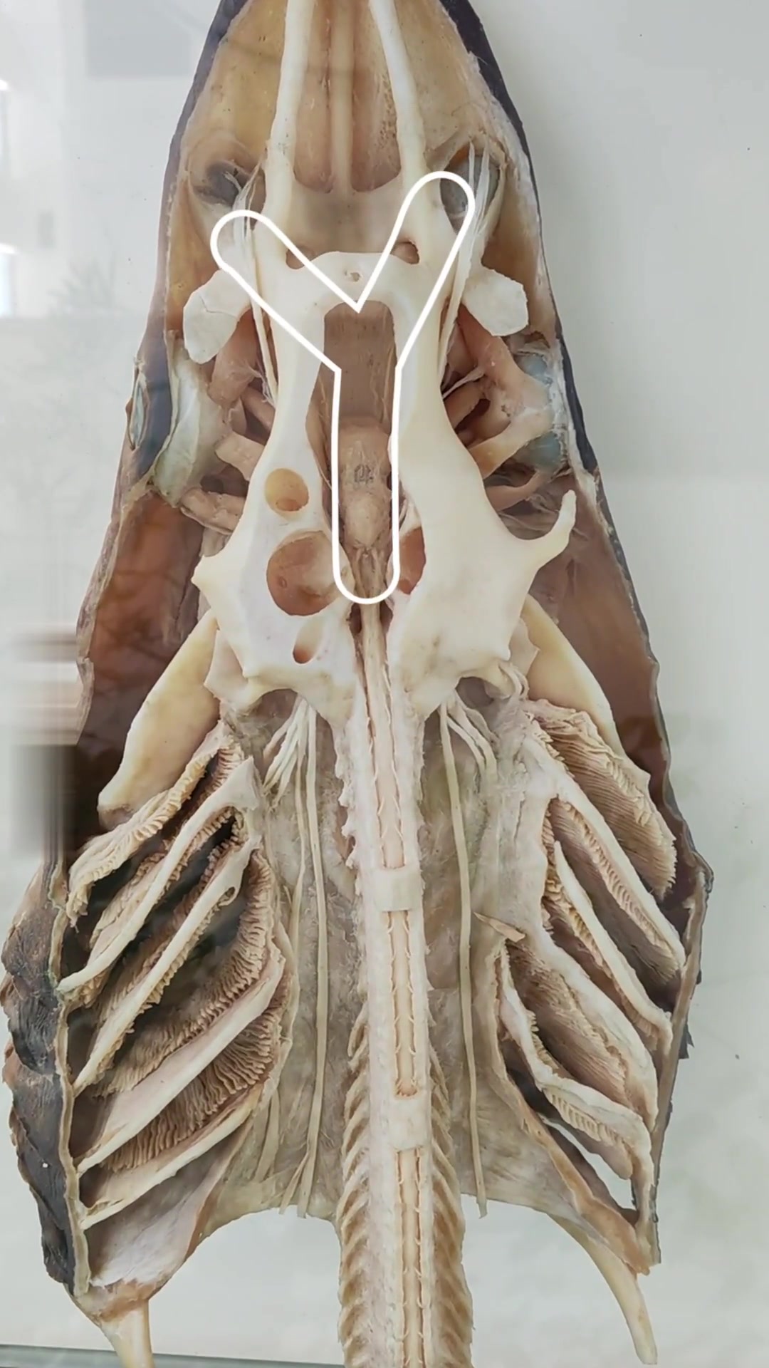 鲨鱼大脑啥样？超乎想象，竟是海中称霸的关键！