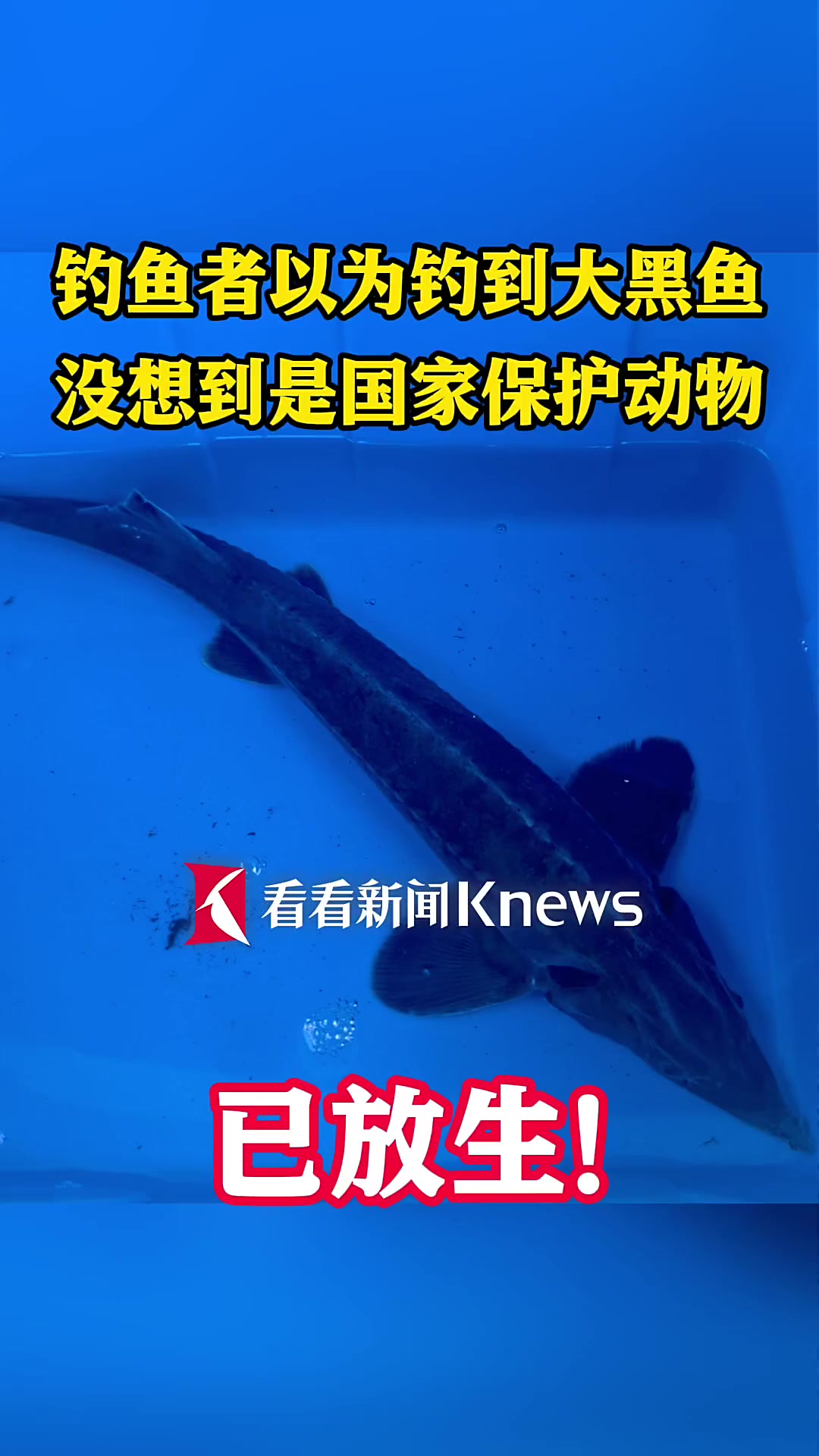幼年野生中华鲟搁浅崇明内河,钓鱼者以为是黑鱼