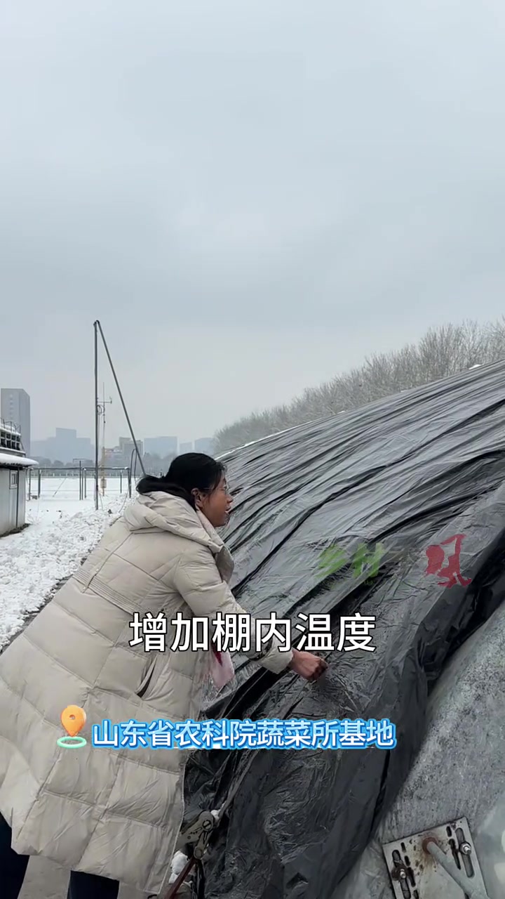 雪后蔬菜如何高效管理?保温、见光、降湿,样样需重视。山东省农科院蔬菜专家带来管理妙招