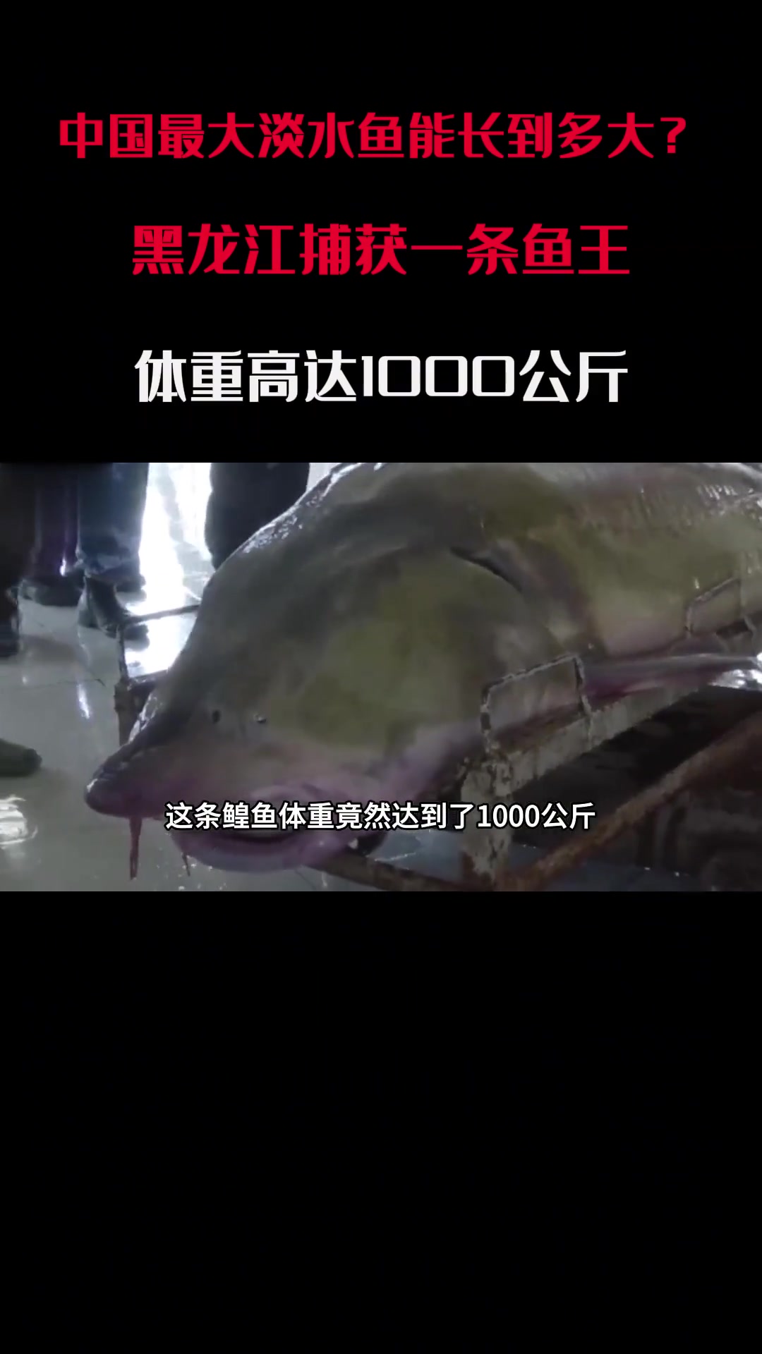 中国最大淡水鱼能长多大?黑龙江捕获千斤大鱼