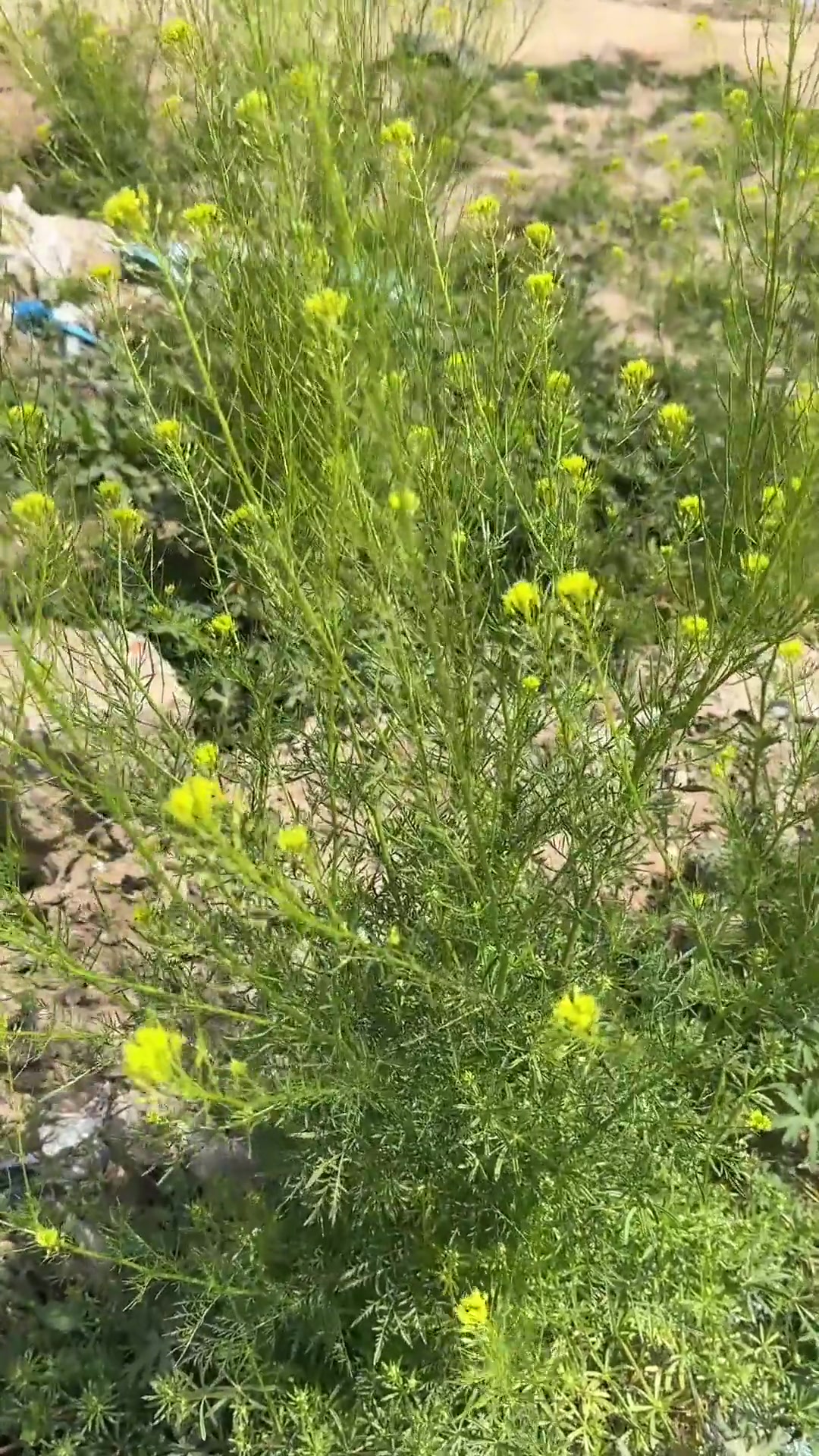 你吃过这种野菜吗?没想到它种子这么好
