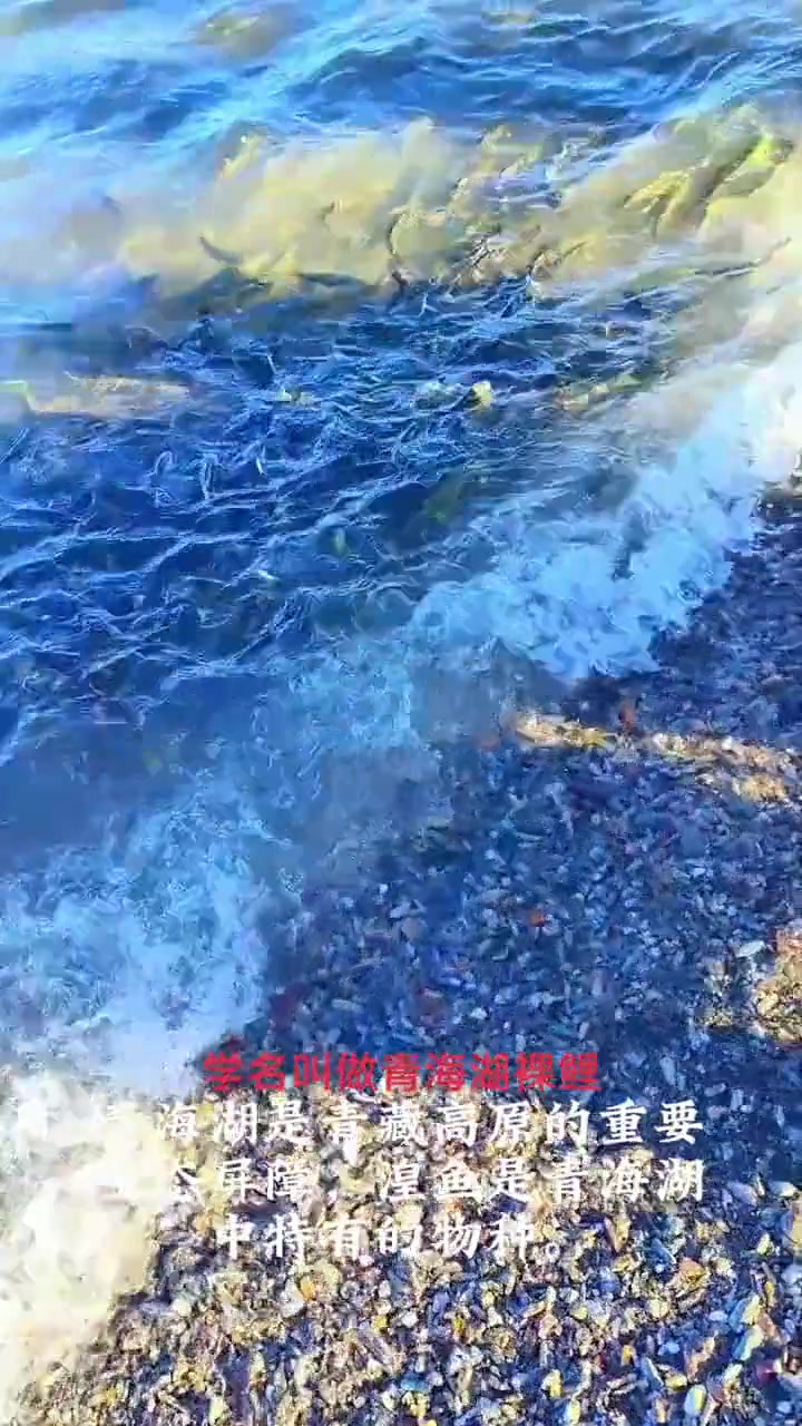 青海湖黄鱼：高含咸水鱼种，国家二级保护动物！