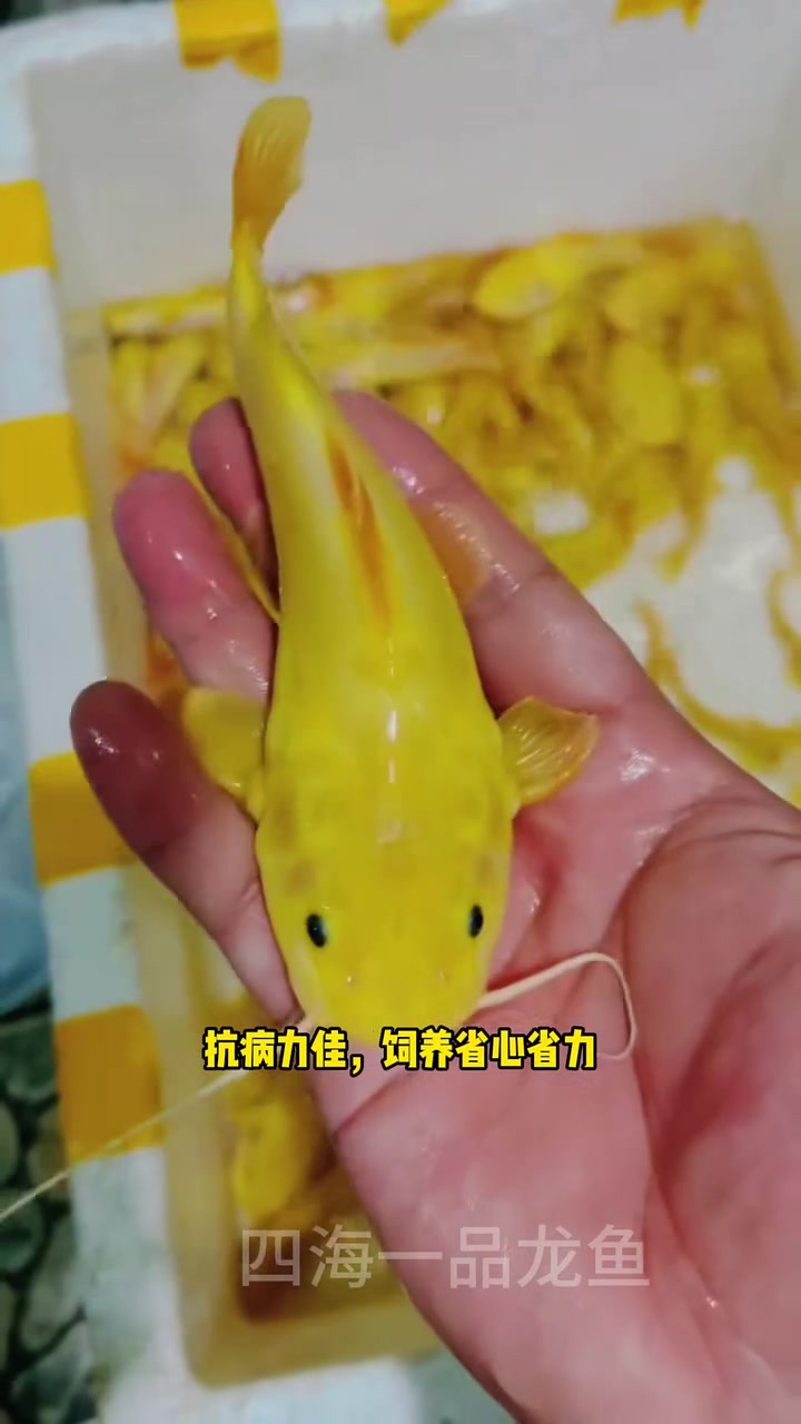 黄金招财猫鱼 水族 观赏鱼