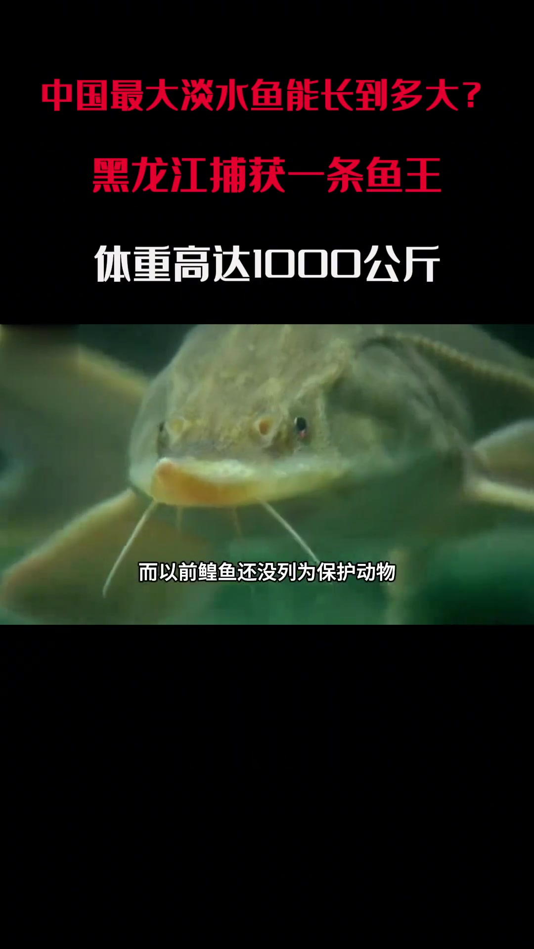 中国最大淡水鱼能长到多大？