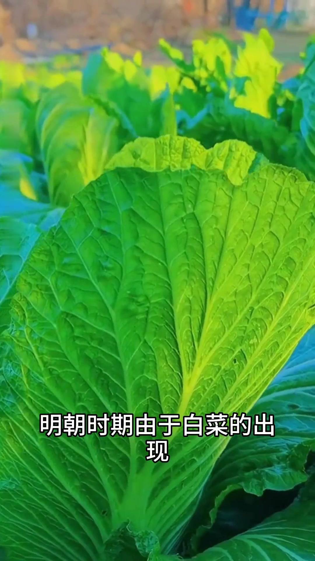 你们吃过葵菜吗？赶紧尝尝这最古老的蔬菜