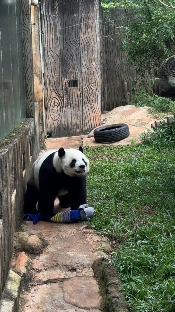 小企鹅舜舜鱼丢了那一刻好搞笑啊！大熊猫 大熊猫舜舜