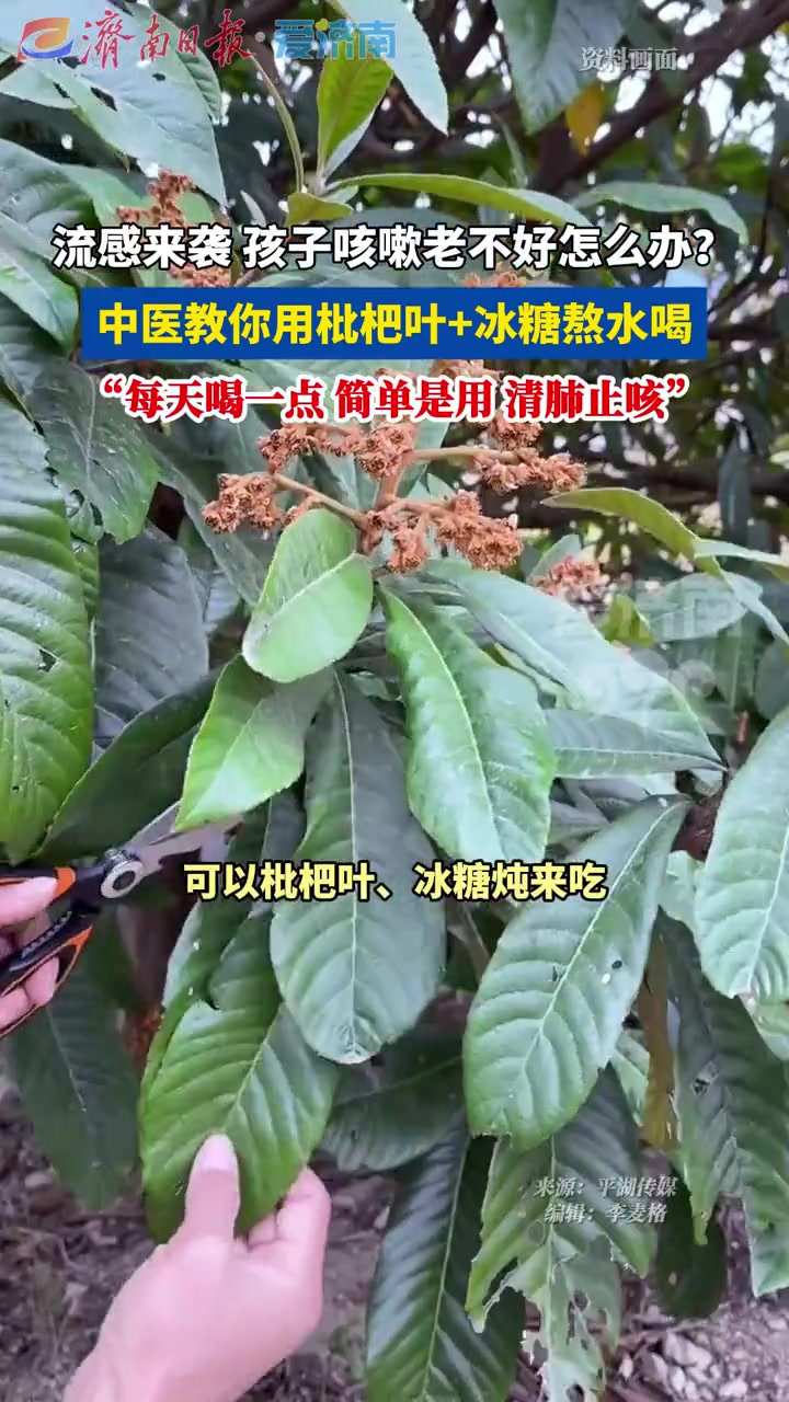 流感来袭,孩子咳嗽老不好?中医教你枇杷叶+冰糖煮水喝,每天喝一点,清肺止咳。中医 孩子 流