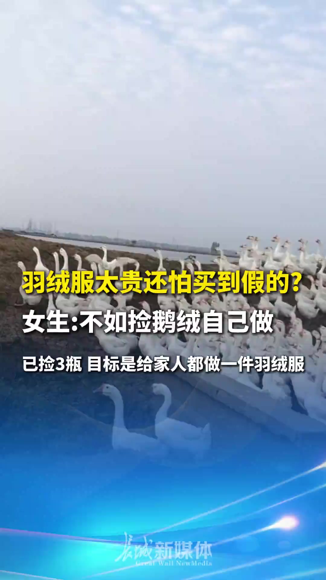 12月14日江苏,羽绒服太贵还怕买到假的?女生:不如捡鹅绒自己做,已捡3瓶,目标是给家人都