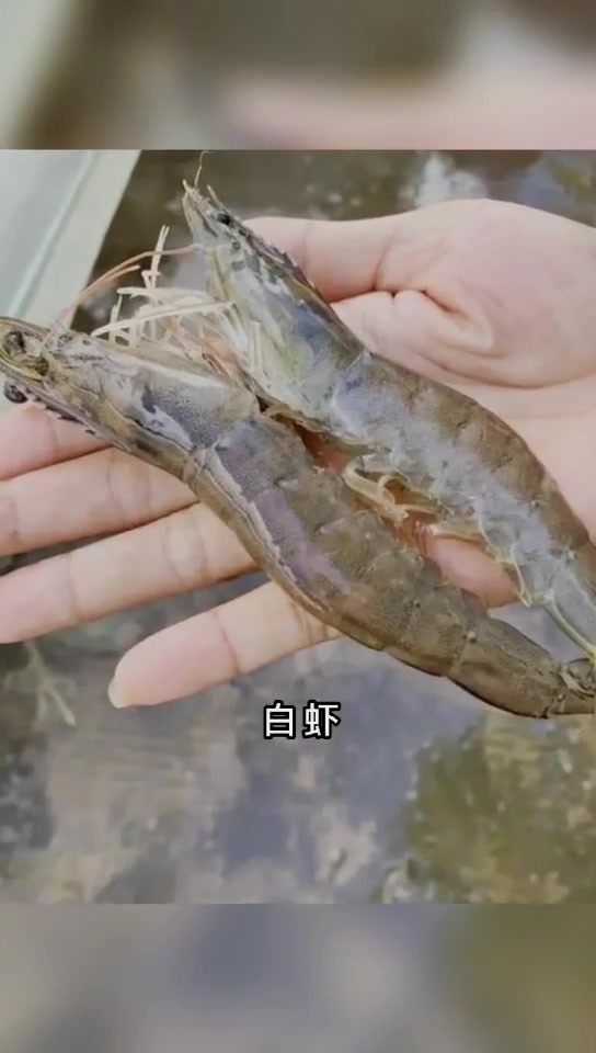 海南这么小的南美对虾要怎么养