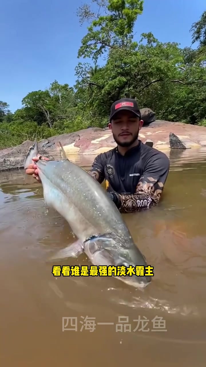 世界猛鱼从夯到拉排名 水族 观赏鱼