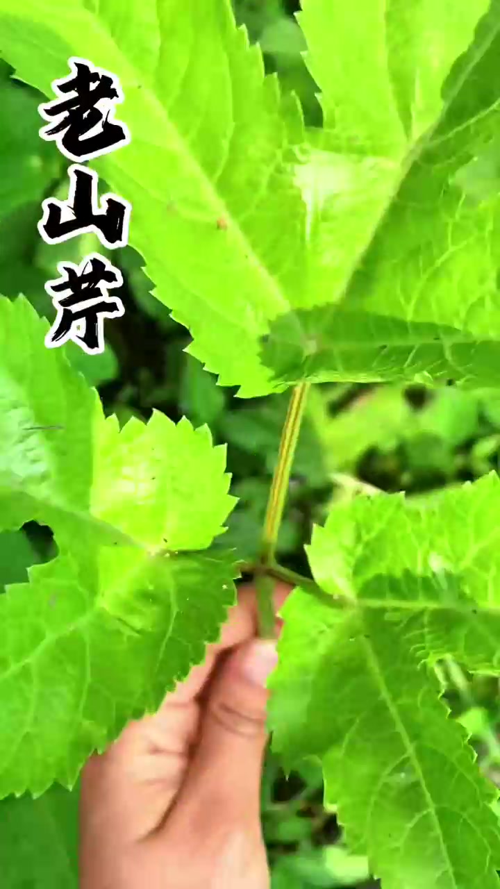 我认识的山野菜都告诉你们了，上山不认识的菜可别乱采，吃不好要吐沫子的