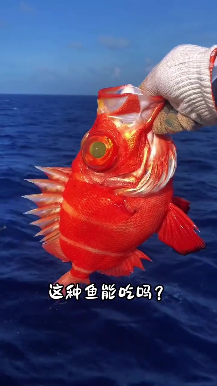 分享18种海鱼，你都吃过哪几种呀？