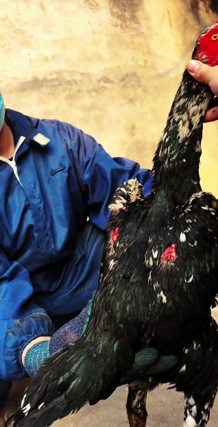 来自越南芽庄的雪花母斗鸡