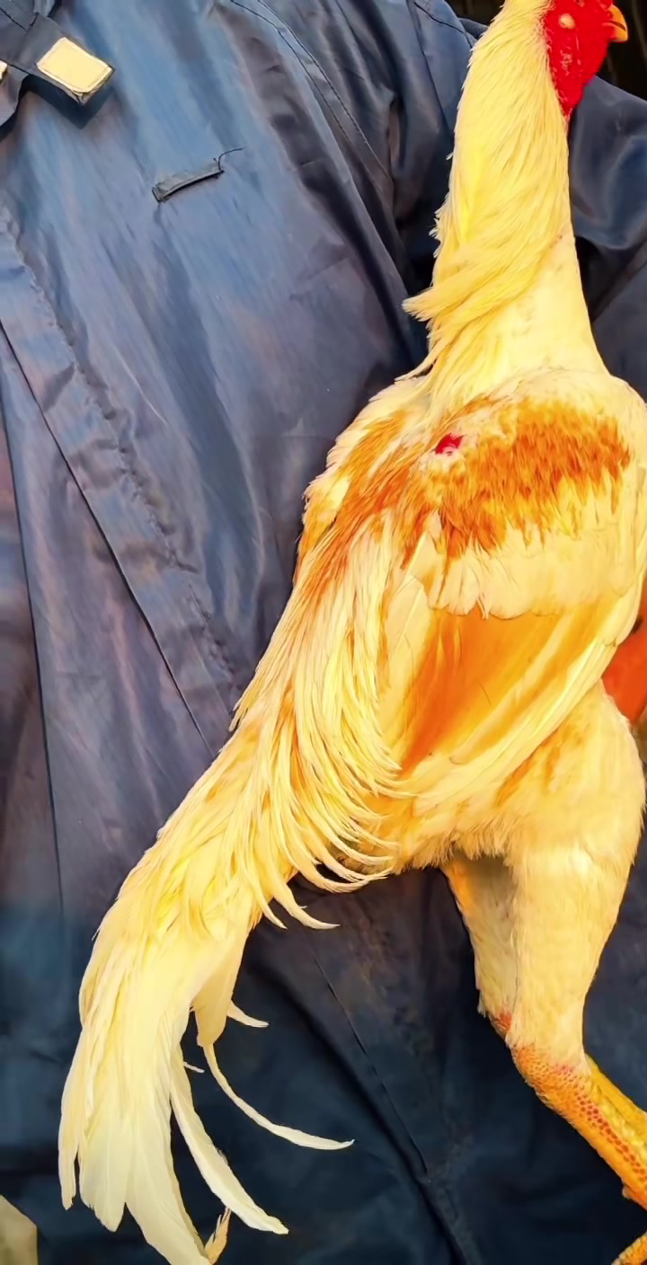 八斤左右大骨架斗鸡新疆大号斗鸡