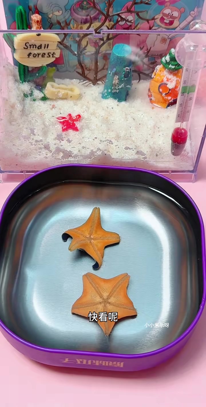 会翻跟头的派大星你们见过吗？在家养派大星是什么体验？